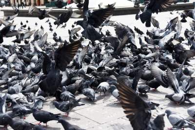 Sceny jak z "Ptaków" Alfreda Hitchcocka, głodne i spragnione - zdjęcie 10