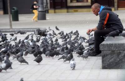 Sceny jak z "Ptaków" Alfreda Hitchcocka, głodne i spragnione - zdjęcie 7