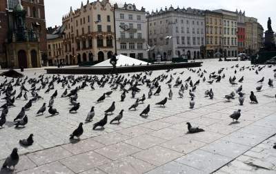Sceny jak z "Ptaków" Alfreda Hitchcocka, głodne i spragnione - zdjęcie 9