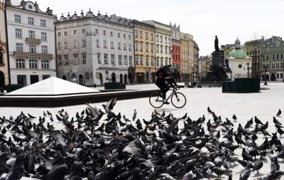 Sceny jak z "Ptaków" Alfreda Hitchcocka, głodne i spragnione - zdjęcie 18