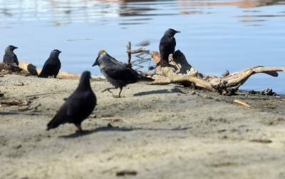 Wody w Wiśle coraz mniej, kiedy spodziewany jest deszcz? - zdjęcie 14