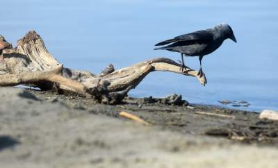 Wody w Wiśle coraz mniej, kiedy spodziewany jest deszcz? - zdjęcie 13