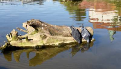 Wody w Wiśle coraz mniej, kiedy spodziewany jest deszcz? - zdjęcie 7