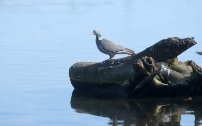 Wody w Wiśle coraz mniej, kiedy spodziewany jest deszcz? - zdjęcie 17