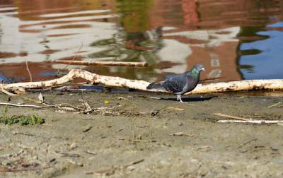 Wody w Wiśle coraz mniej, kiedy spodziewany jest deszcz? - zdjęcie 10