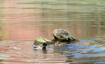 Wody w Wiśle coraz mniej, kiedy spodziewany jest deszcz? - zdjęcie 20