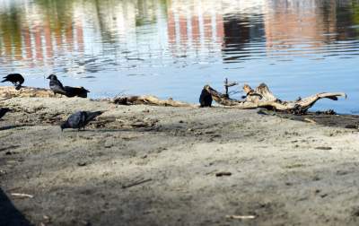Wody w Wiśle coraz mniej, kiedy spodziewany jest deszcz? - zdjęcie 11