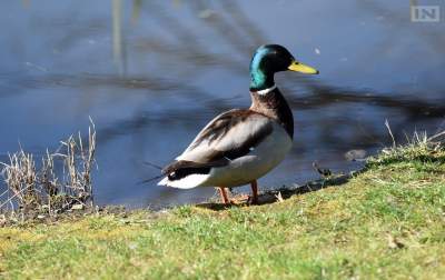 Jedno z najładniejszych miejsc w Krakowie, niedostępne... - zdjęcie 9