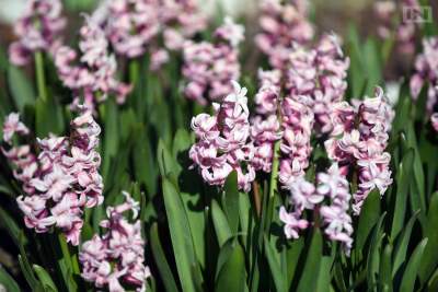 Jedno z najładniejszych miejsc w Krakowie, niedostępne... - zdjęcie 4