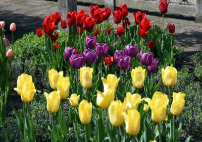 Ogrody zostały otwarte, tu też musisz w maseczce... - zdjęcie 5