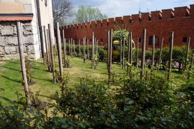 Ogrody zostały otwarte, tu też musisz w maseczce... - zdjęcie 15