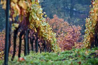 Tutaj świętują 11 listopada butelkami szczególnego wina - zdjęcie 1