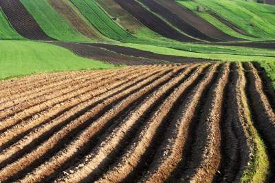 Chodźże, wyjdź na pole. Magiczne miejsce niedaleko Krakowa - zdjęcie 5