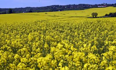 O tej porze najbardziej malownicze okolice Krakowa... - zdjęcie 13