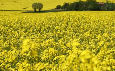 O tej porze najbardziej malownicze okolice Krakowa... - zdjęcie 14