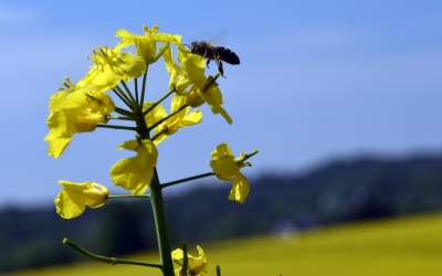 O tej porze najbardziej malownicze okolice Krakowa... - zdjęcie 16