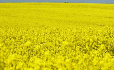 O tej porze najbardziej malownicze okolice Krakowa... - zdjęcie 34