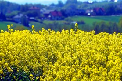 O tej porze najbardziej malownicze okolice Krakowa... - zdjęcie 9