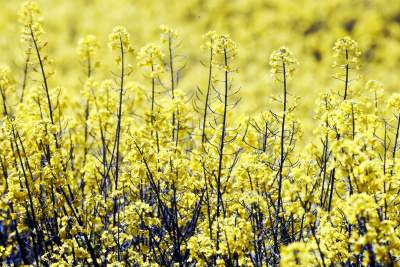 O tej porze najbardziej malownicze okolice Krakowa... - zdjęcie 7