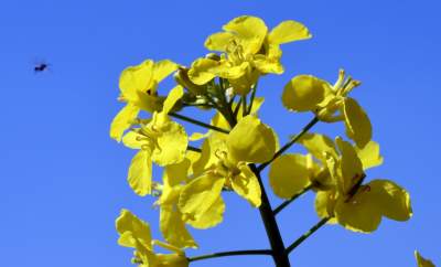 O tej porze najbardziej malownicze okolice Krakowa... - zdjęcie 18