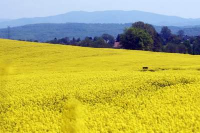 O tej porze najbardziej malownicze okolice Krakowa... - zdjęcie 20