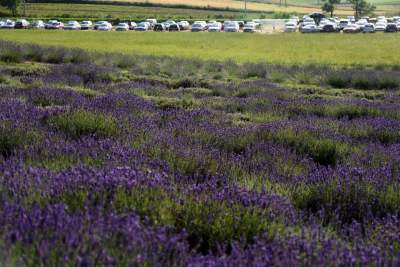 Lawendowe żniwa: uprawy na pokaz i w celach... przemysłowych - zdjęcie 31