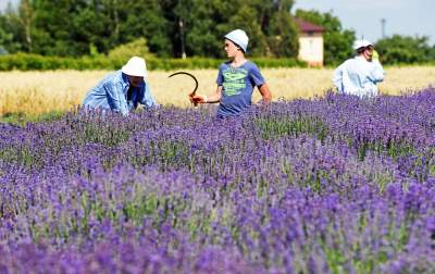 Lawendowe żniwa: uprawy na pokaz i w celach... przemysłowych - zdjęcie 5
