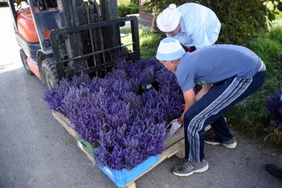 Lawendowe żniwa: uprawy na pokaz i w celach... przemysłowych - zdjęcie 13