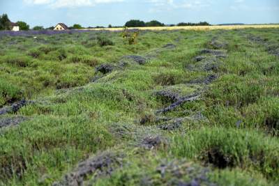 Lawendowe żniwa: uprawy na pokaz i w celach... przemysłowych - zdjęcie 14
