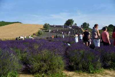 Lawendowe żniwa: uprawy na pokaz i w celach... przemysłowych - zdjęcie 36