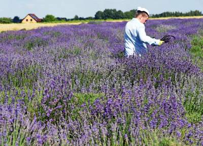 Lawendowe żniwa: uprawy na pokaz i w celach... przemysłowych - zdjęcie 1