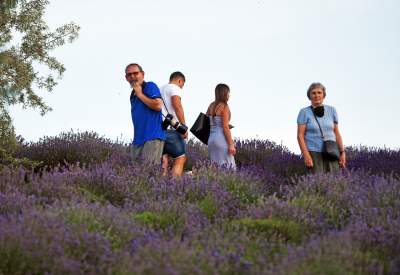Lawendowe żniwa: uprawy na pokaz i w celach... przemysłowych - zdjęcie 18