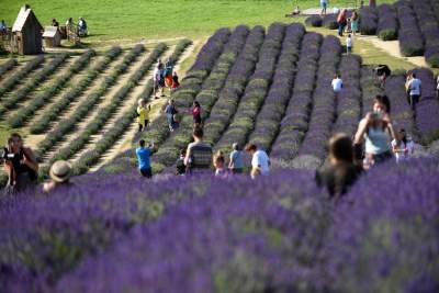 Lawendowe żniwa: uprawy na pokaz i w celach... przemysłowych - zdjęcie 25