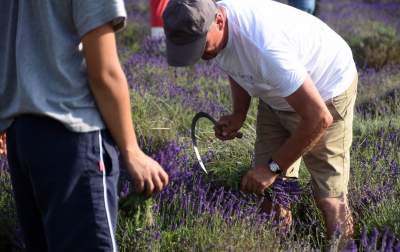 Lawendowe żniwa: uprawy na pokaz i w celach... przemysłowych - zdjęcie 34