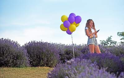 Lawendowe żniwa: uprawy na pokaz i w celach... przemysłowych - zdjęcie 20