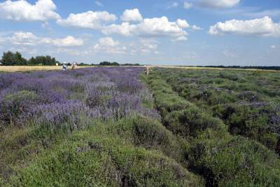 Lawendowe żniwa: uprawy na pokaz i w celach... przemysłowych - zdjęcie 2