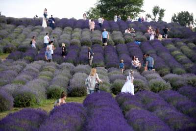 Lawendowe żniwa: uprawy na pokaz i w celach... przemysłowych - zdjęcie 15