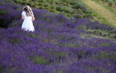 Lawendowe żniwa: uprawy na pokaz i w celach... przemysłowych - zdjęcie 17