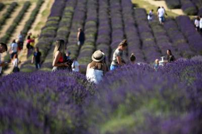 Lawendowe żniwa: uprawy na pokaz i w celach... przemysłowych - zdjęcie 27