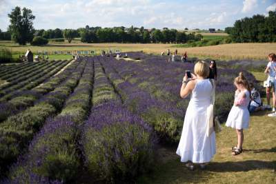 Lawendowe żniwa: uprawy na pokaz i w celach... przemysłowych - zdjęcie 30