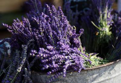 Lawendowe żniwa: uprawy na pokaz i w celach... przemysłowych - zdjęcie 19