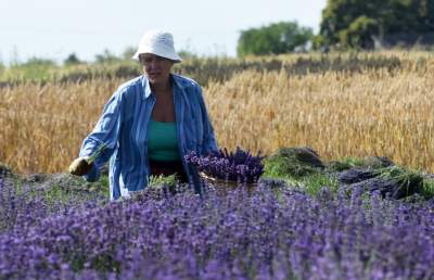 Lawendowe żniwa: uprawy na pokaz i w celach... przemysłowych - zdjęcie 9