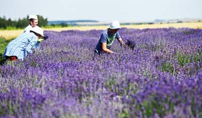 Lawendowe żniwa: uprawy na pokaz i w celach... przemysłowych - zdjęcie 4