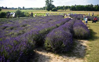 Lawendowe żniwa: uprawy na pokaz i w celach... przemysłowych - zdjęcie 32