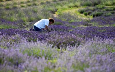 Lawendowe żniwa: uprawy na pokaz i w celach... przemysłowych - zdjęcie 22