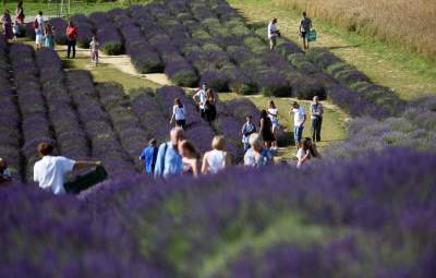 Lawendowe żniwa: uprawy na pokaz i w celach... przemysłowych - zdjęcie 29