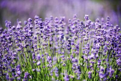 Lawendowe żniwa: uprawy na pokaz i w celach... przemysłowych - zdjęcie 8