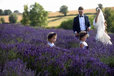 Lawendowe żniwa: uprawy na pokaz i w celach... przemysłowych - zdjęcie 21