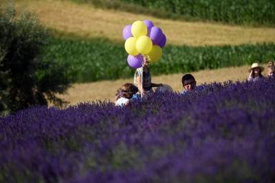 Lawendowe żniwa: uprawy na pokaz i w celach... przemysłowych - zdjęcie 28
