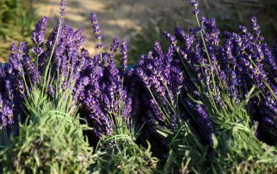 Lawendowe żniwa: uprawy na pokaz i w celach... przemysłowych - zdjęcie 35
